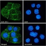 Immunofluorescence - Anti-ZO1 Tight Junction Protein Antibody (A82887) - Antibodies.com