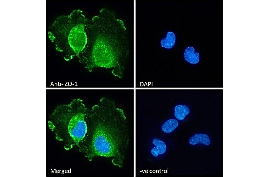 Immunofluorescence - Anti-ZO1 Tight Junction Protein Antibody (A82887) - Antibodies.com