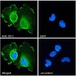 Immunofluorescence - Anti-ZO1 Tight Junction Protein Antibody (A82887) - Antibodies.com