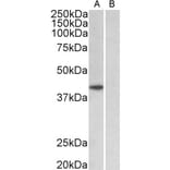 Western Blot - Anti-TATA Binding Protein Antibody (A82888) - Antibodies.com