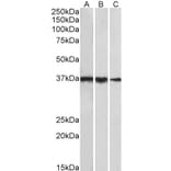 Western Blot - Anti-TATA Binding Protein Antibody (A82888) - Antibodies.com