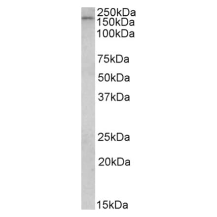 Western Blot - Anti-CLIP170 Antibody (A82890) - Antibodies.com