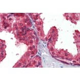 Immunohistochemistry - Anti-CLIP170 Antibody (A82890) - Antibodies.com