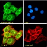 Immunofluorescence - Anti-Kallikrein 6 Antibody (A82894) - Antibodies.com