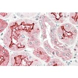 Immunohistochemistry - Anti-Kallikrein 6 Antibody (A82894) - Antibodies.com