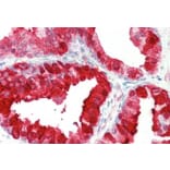 Immunohistochemistry - Anti-Kallikrein 6 Antibody (A82894) - Antibodies.com