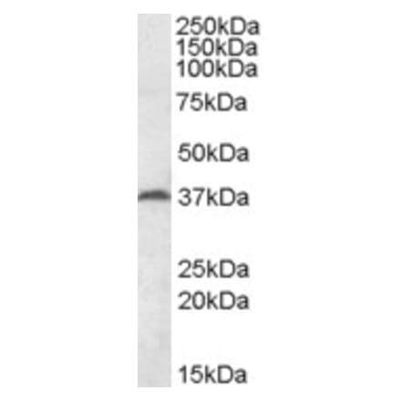 Western Blot - Anti-MEST Antibody (A82895) - Antibodies.com