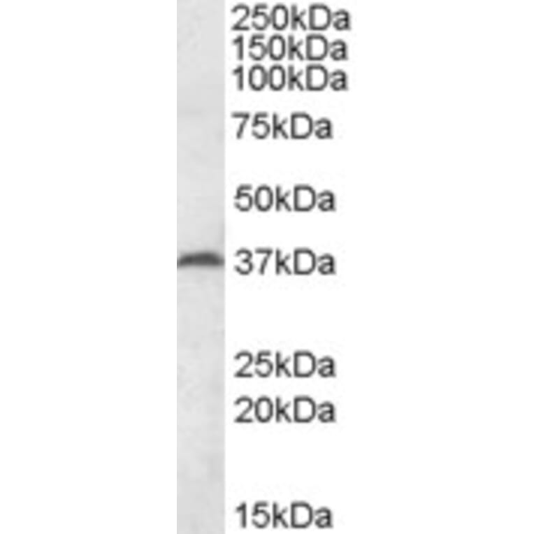 Western Blot - Anti-MEST Antibody (A82895) - Antibodies.com