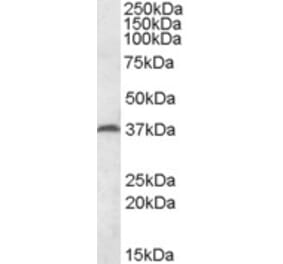 Western Blot - Anti-MEST Antibody (A82895) - Antibodies.com