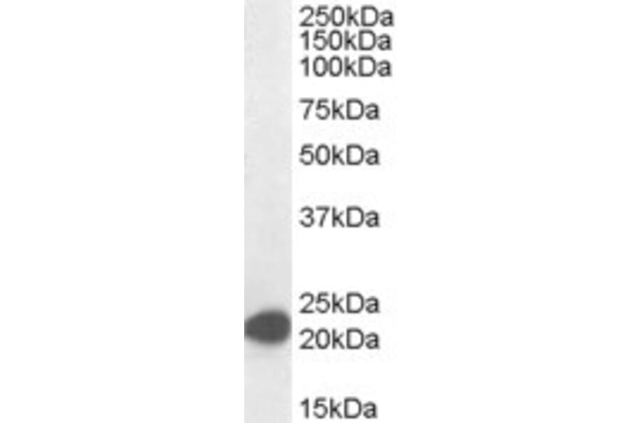 Western Blot - Anti-MAX Antibody (A82896) - Antibodies.com
