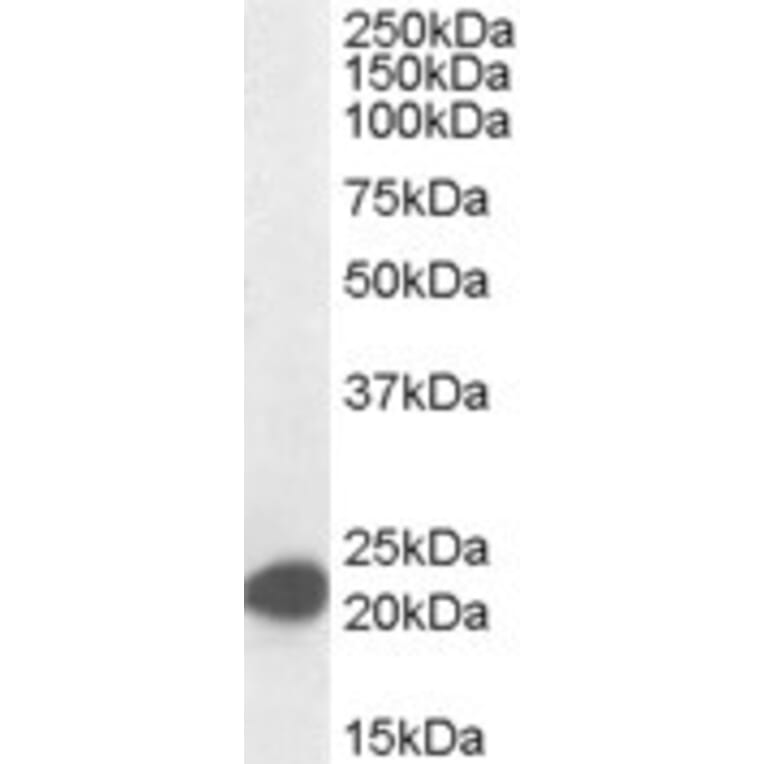 Western Blot - Anti-MAX Antibody (A82896) - Antibodies.com