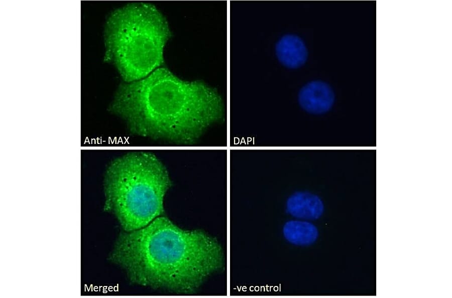 Immunofluorescence - Anti-MAX Antibody (A82896) - Antibodies.com