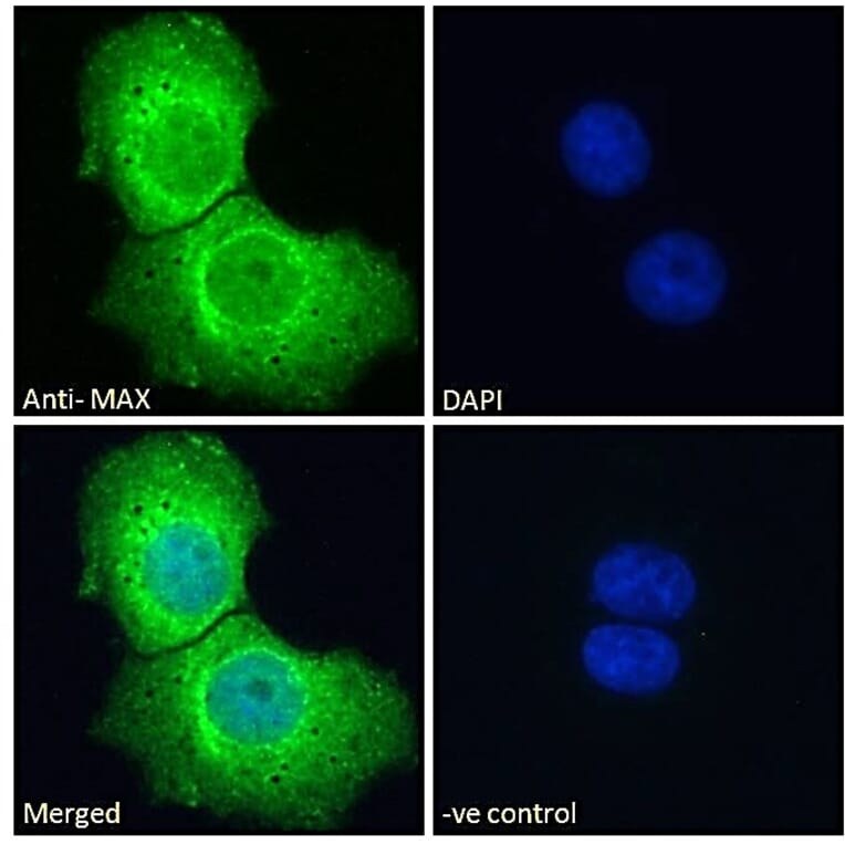 Immunofluorescence - Anti-MAX Antibody (A82896) - Antibodies.com