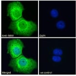 Immunofluorescence - Anti-MAX Antibody (A82896) - Antibodies.com