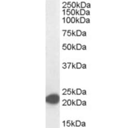 Western Blot - Anti-MAX Antibody (A82896)