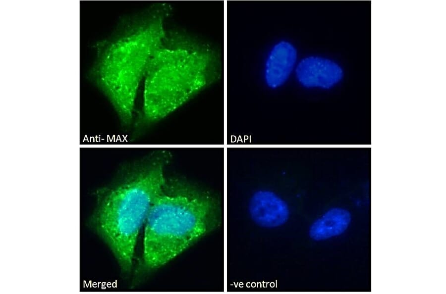 Immunofluorescence - Anti-MAX Antibody (A82896) - Antibodies.com