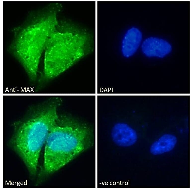 Immunofluorescence - Anti-MAX Antibody (A82896) - Antibodies.com