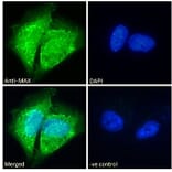 Immunofluorescence - Anti-MAX Antibody (A82896) - Antibodies.com