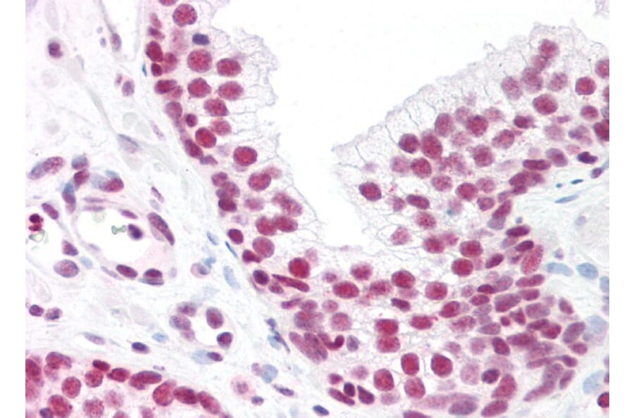 Immunohistochemistry - Anti-MAX Antibody (A82896) - Antibodies.com