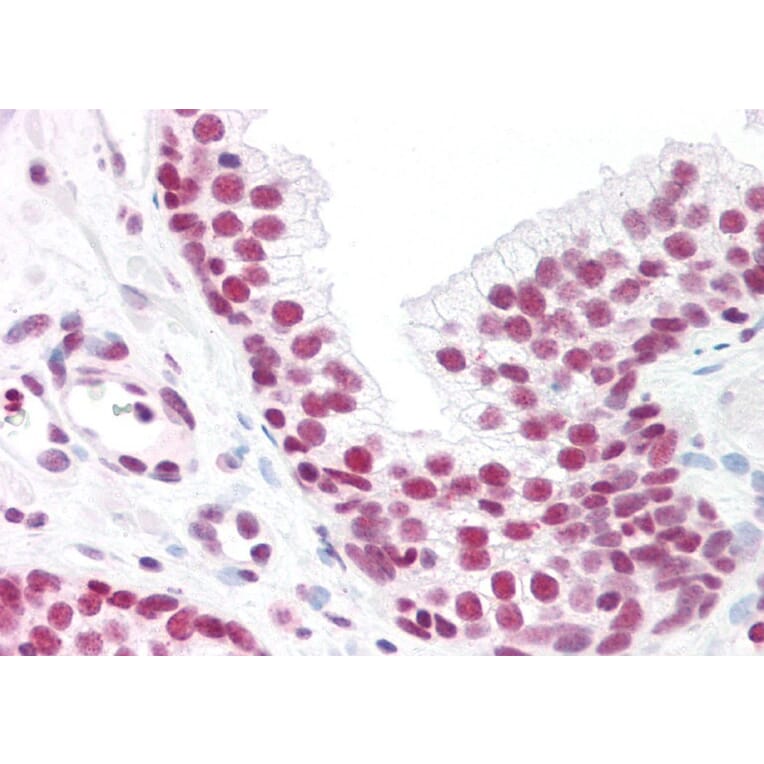 Immunohistochemistry - Anti-MAX Antibody (A82896) - Antibodies.com