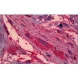 Immunohistochemistry - Anti-ITIH4 Antibody (A82900) - Antibodies.com