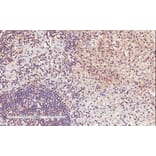 Immunohistochemistry - Anti-CD11A Antibody (A82902) - Antibodies.com