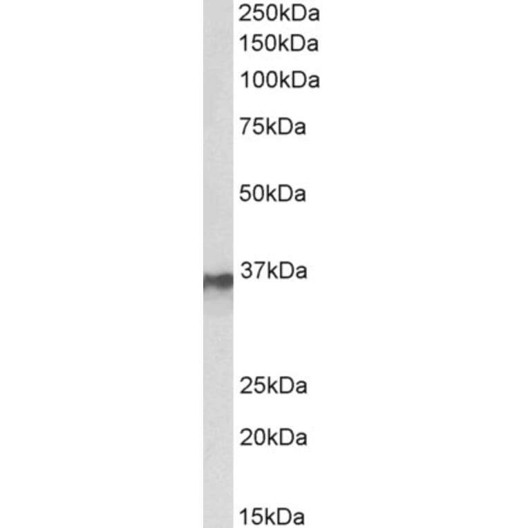 Western Blot - Anti-hnRNP A2B1 Antibody (A82904) - Antibodies.com