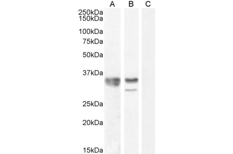 Western Blot - Anti-hnRNP A2B1 Antibody (A82904) - Antibodies.com
