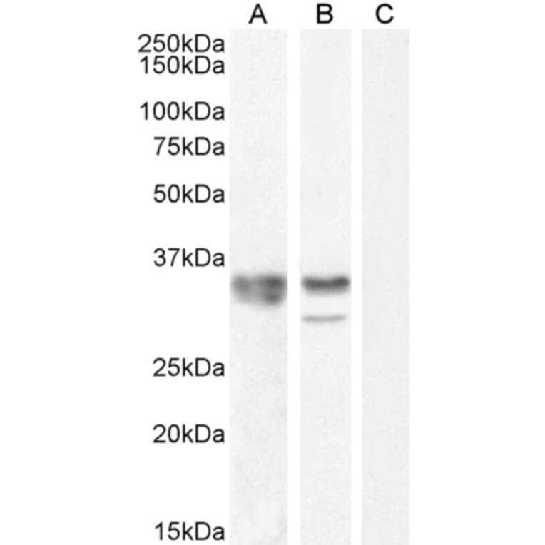 Western Blot - Anti-hnRNP A2B1 Antibody (A82904) - Antibodies.com