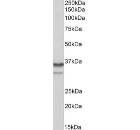 Western Blot - Anti-HNRNPA2B1 Antibody (A82904) - Antibodies.com