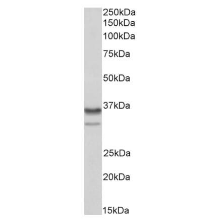 Western Blot - Anti-HNRNPA2B1 Antibody (A82904) - Antibodies.com