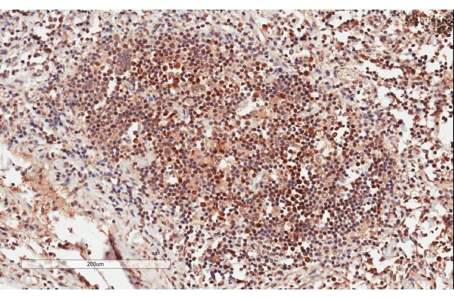 Immunohistochemistry - Anti-GRB2 Antibody (A82905) - Antibodies.com