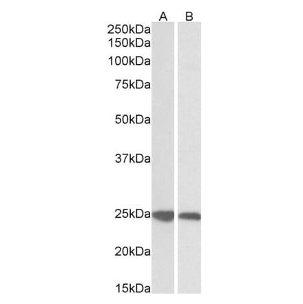 Western Blot - Anti-GRB2 Antibody (A82905) - Antibodies.com