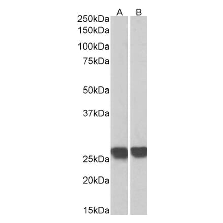 Western Blot - Anti-GRB2 Antibody (A82906) - Antibodies.com