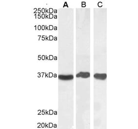 Western Blot - Anti-GAPDH Antibody (A82908) - Antibodies.com