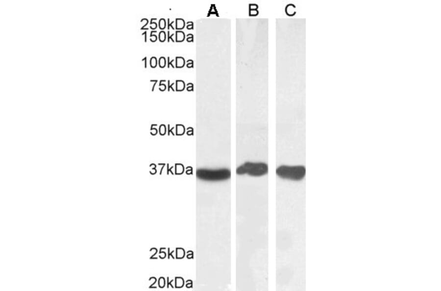 Western Blot - Anti-GAPDH Antibody (A82908) - Antibodies.com
