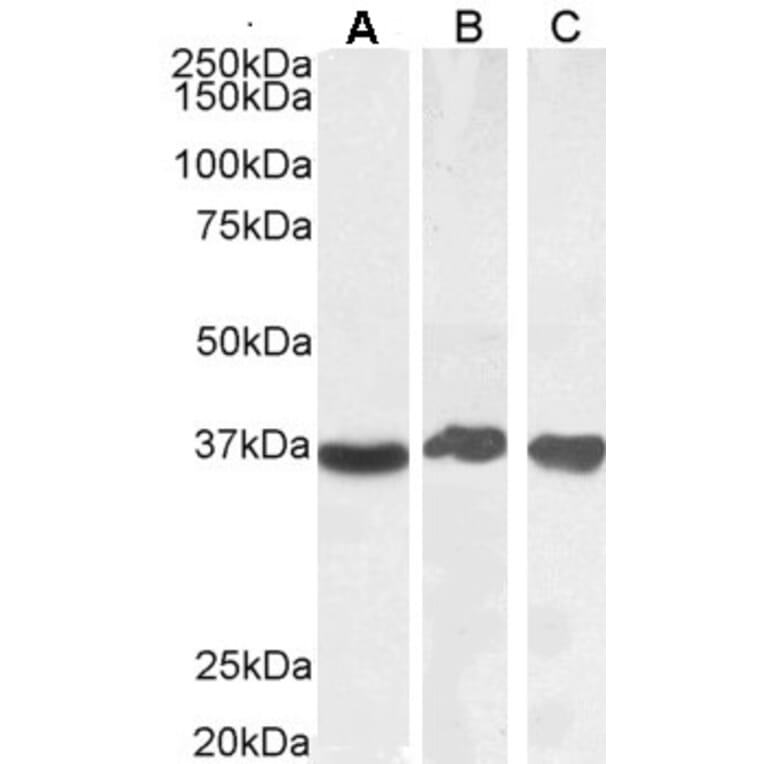 Western Blot - Anti-GAPDH Antibody (A82908) - Antibodies.com