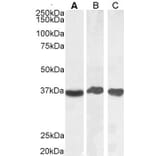 Western Blot - Anti-GAPDH Antibody (A82908) - Antibodies.com