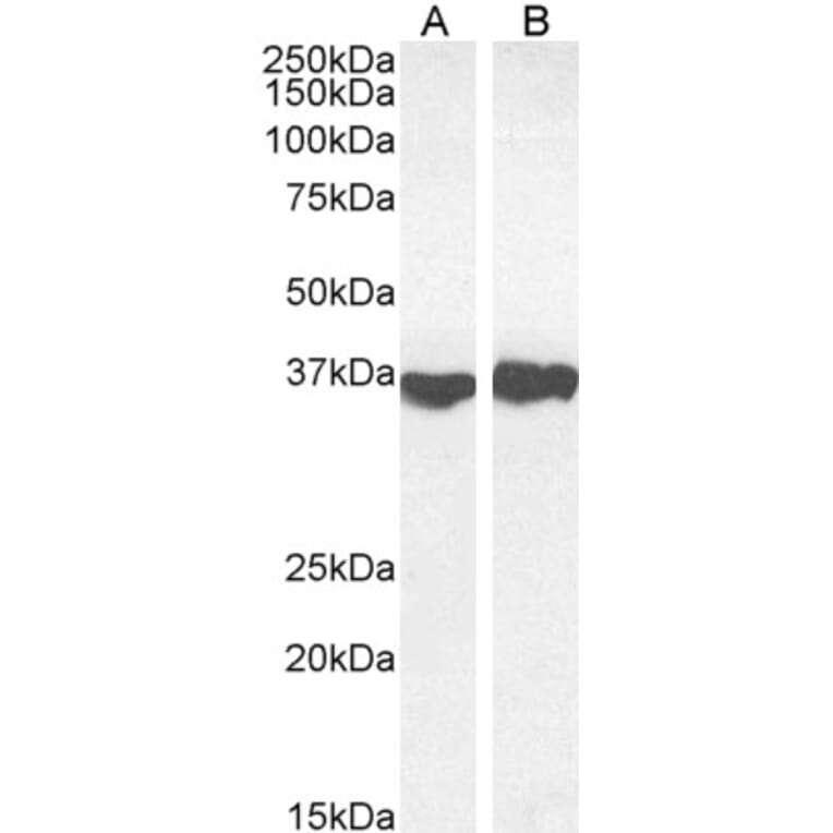 Western Blot - Anti-GAPDH Antibody (A82908) - Antibodies.com