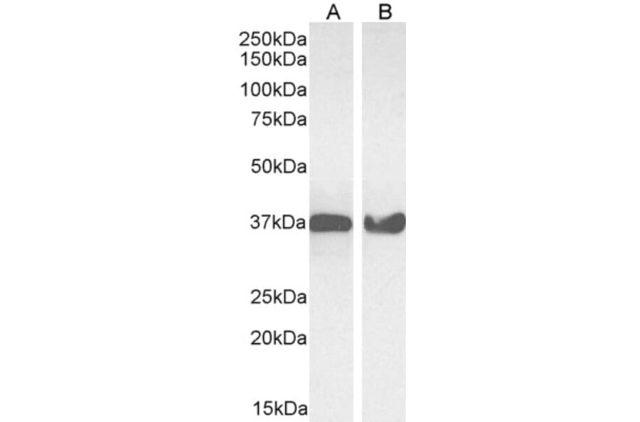 Western Blot - Anti-GAPDH Antibody (A82908) - Antibodies.com