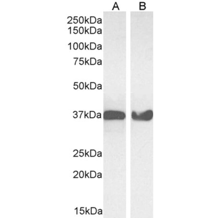 Western Blot - Anti-GAPDH Antibody (A82908) - Antibodies.com