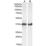 Western Blot - Anti-GAPDH Antibody (A82908) - Antibodies.com