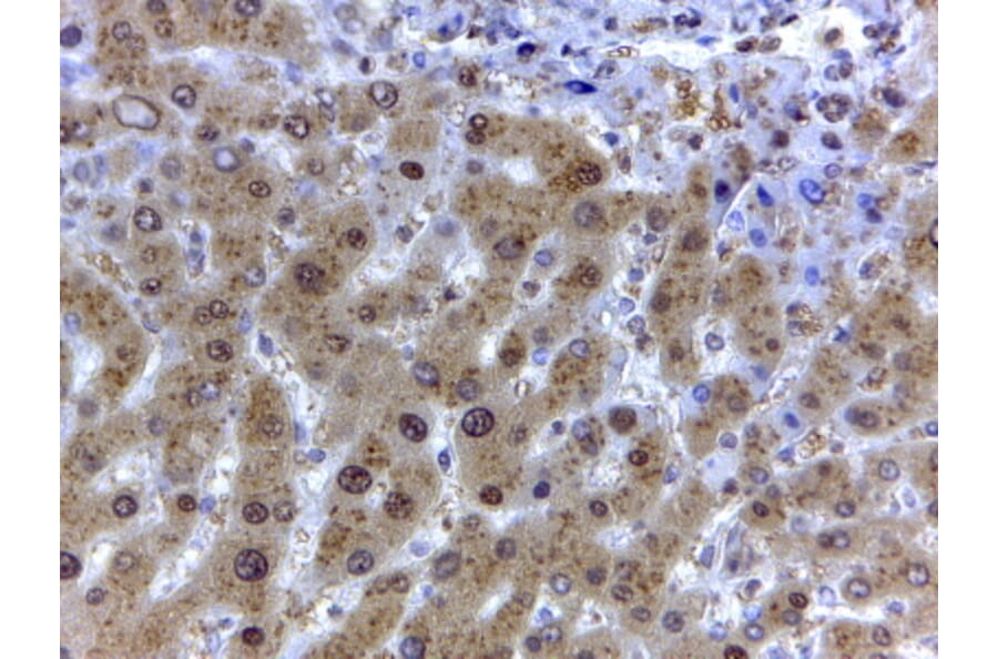 Immunohistochemistry - Anti-GAPDH Antibody (A82908) - Antibodies.com