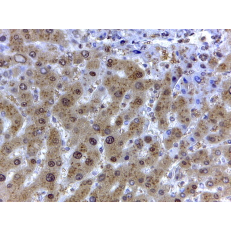 Immunohistochemistry - Anti-GAPDH Antibody (A82908) - Antibodies.com