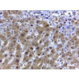 Immunohistochemistry - Anti-GAPDH Antibody (A82908) - Antibodies.com