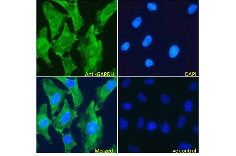 Immunofluorescence - Anti-GAPDH Antibody (A82908) - Antibodies.com