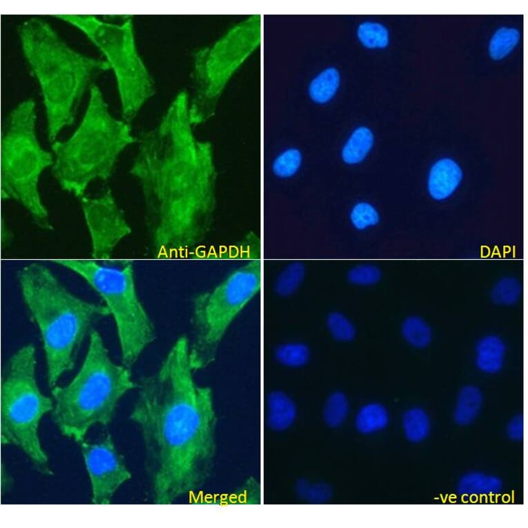 Immunofluorescence - Anti-GAPDH Antibody (A82908) - Antibodies.com