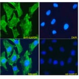 Immunofluorescence - Anti-GAPDH Antibody (A82908) - Antibodies.com