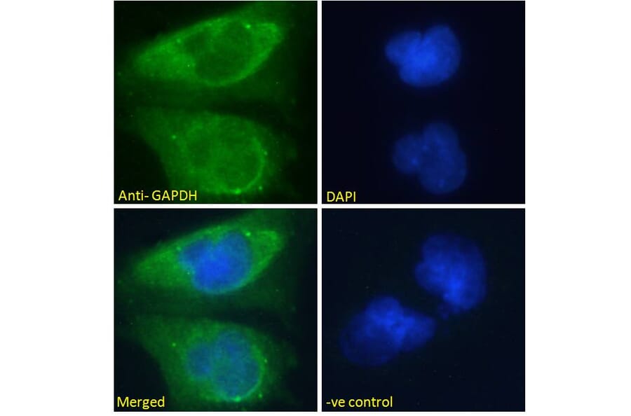 Immunofluorescence - Anti-GAPDH Antibody (A82908) - Antibodies.com