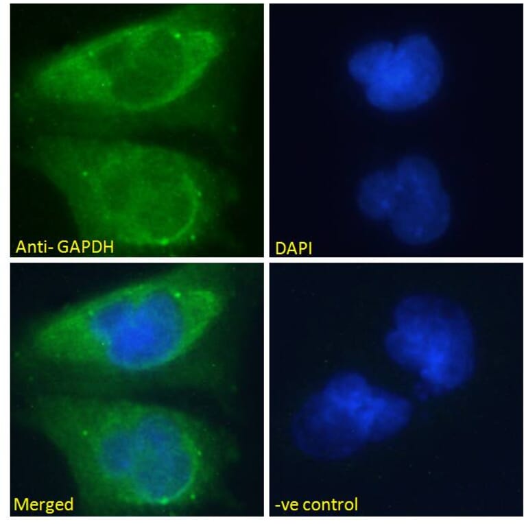 Immunofluorescence - Anti-GAPDH Antibody (A82908) - Antibodies.com